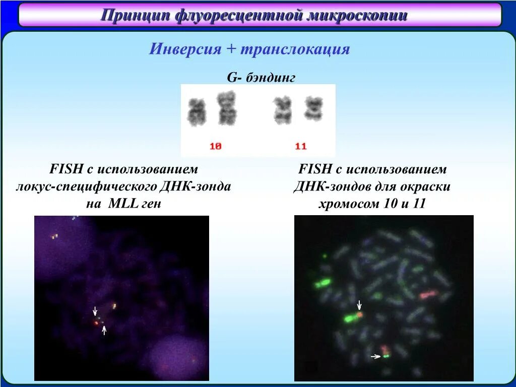 Днк зонд. Флуоресцентная микроскопия хромосом. Метод ДНК зондов. Зонд это в генетике. Принцип ДНК зондов.