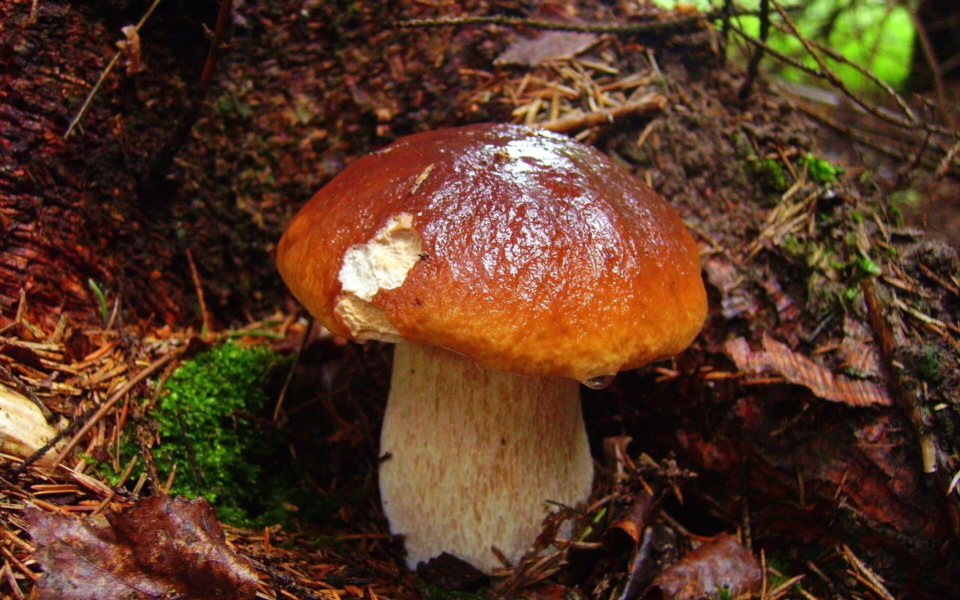 Грибы в природе. Лесные грибы. Грибы картинки. Красивые грибы в лесу. Белый гриб в природе
