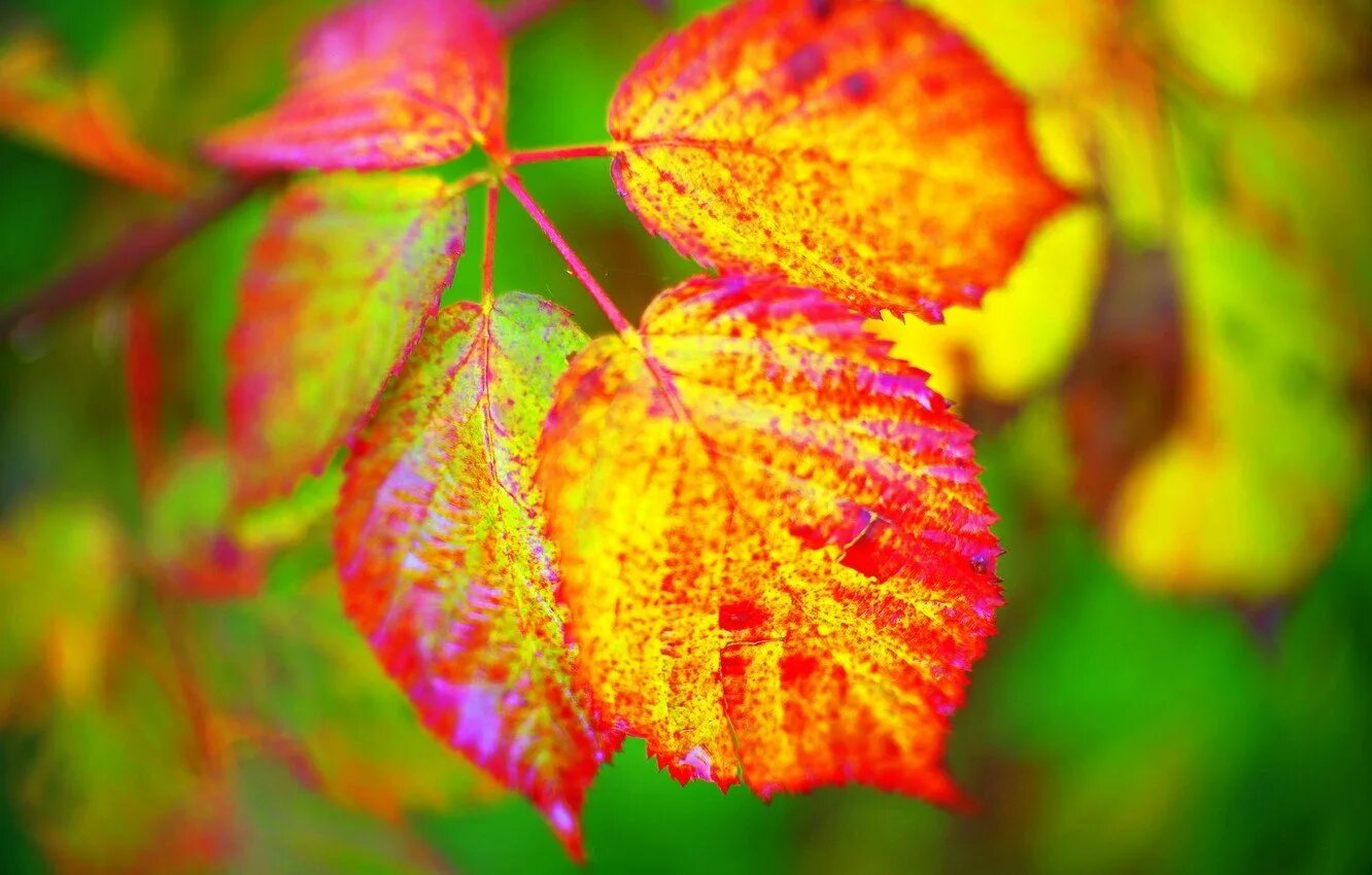 Изменения цвета листьев. Красивые листья. Осень листья. Яркая осень. Красивые осенние листья.