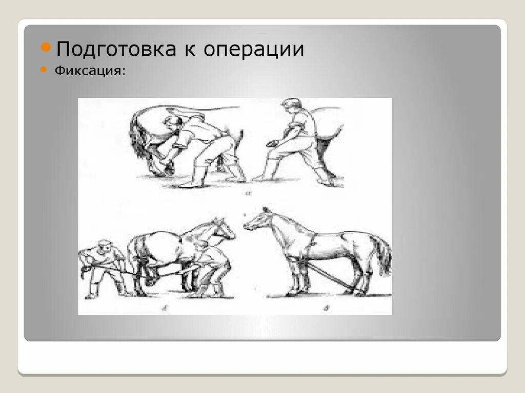 Тест подготовка к операции. Фиксация при кастрации Жеребцов. Фиксация Жеребцов при кастрации Жеребцов. Методы местного обезболивания при кастрации Жеребцов по Буассэ.