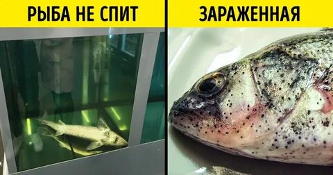 Рыба пропавший