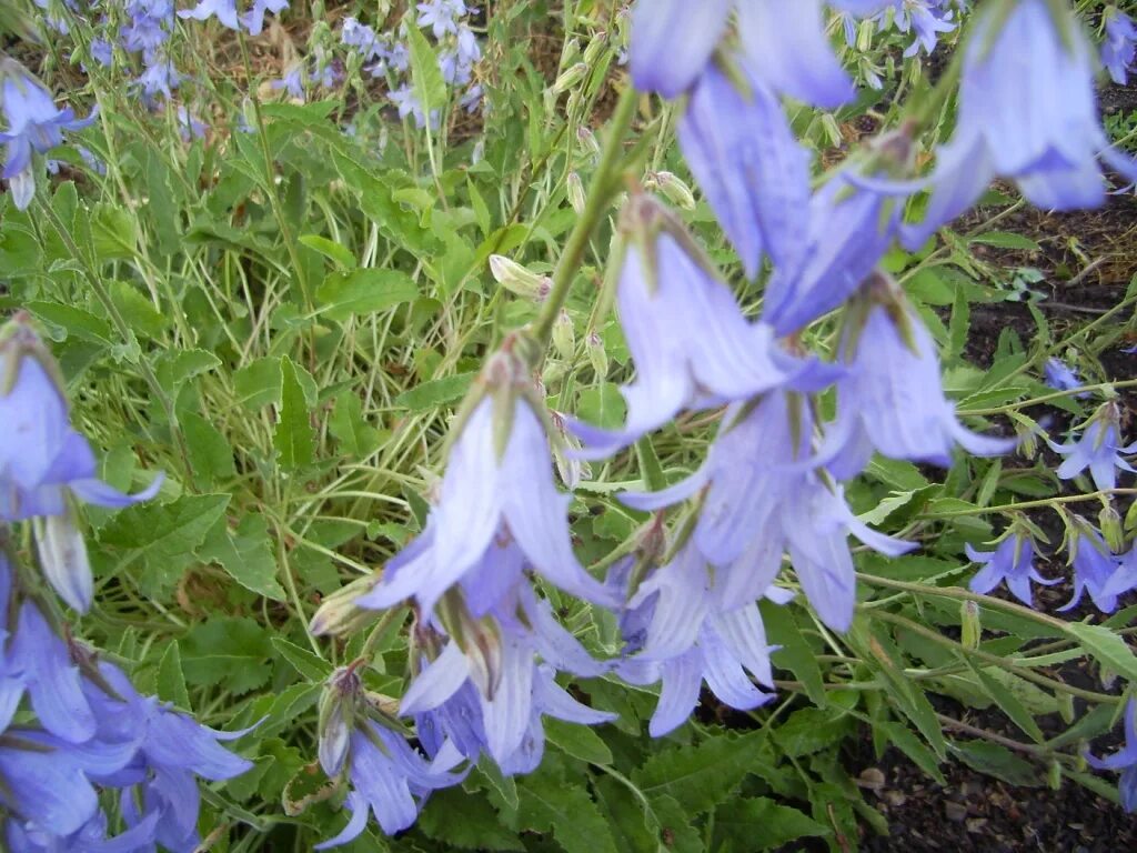 Колокольчик адрес. Колокольчик Биберштейна. Колокольчик Campanula Viking. Campanula Сигизмунда. Колокольчик Campanula Royal Wave.