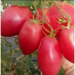 Минусинский кистевой томат отзывы