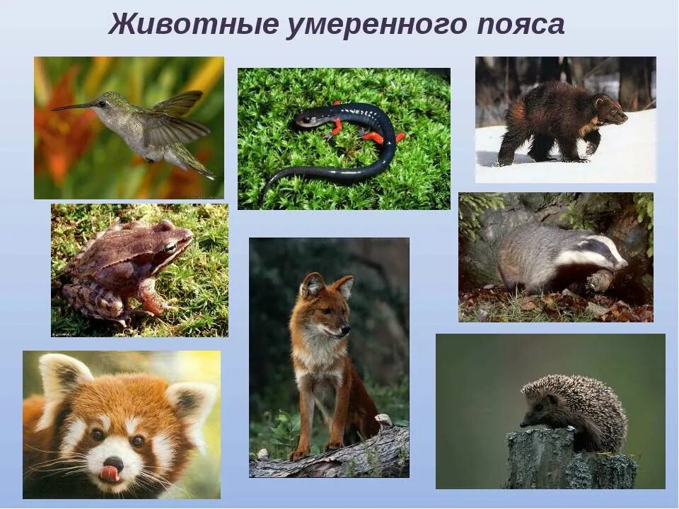 Леса умеренного пояса животные. Животное пояса. Животный мир умеренного пояса. Животный мир в умеренном поясе. Животное пояса.