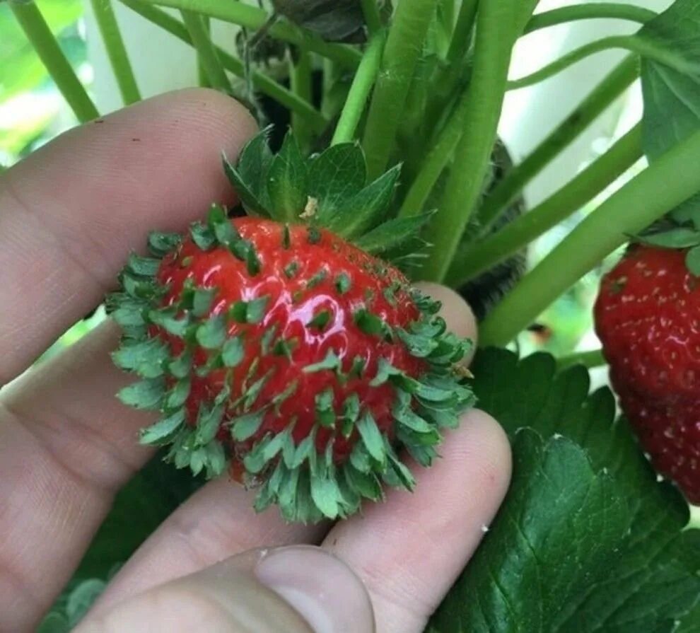 Сколько заработать на клубнике. Земляника зеленая Fragaria viridis duch.. Растение похожее на землянику. Семена земляники. Мутации клубники.