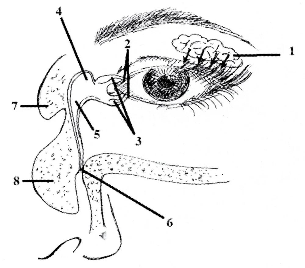 Слезные каналы где. Схема слезных протоков. Строение слезного канала. Слезный аппарат рис 134.