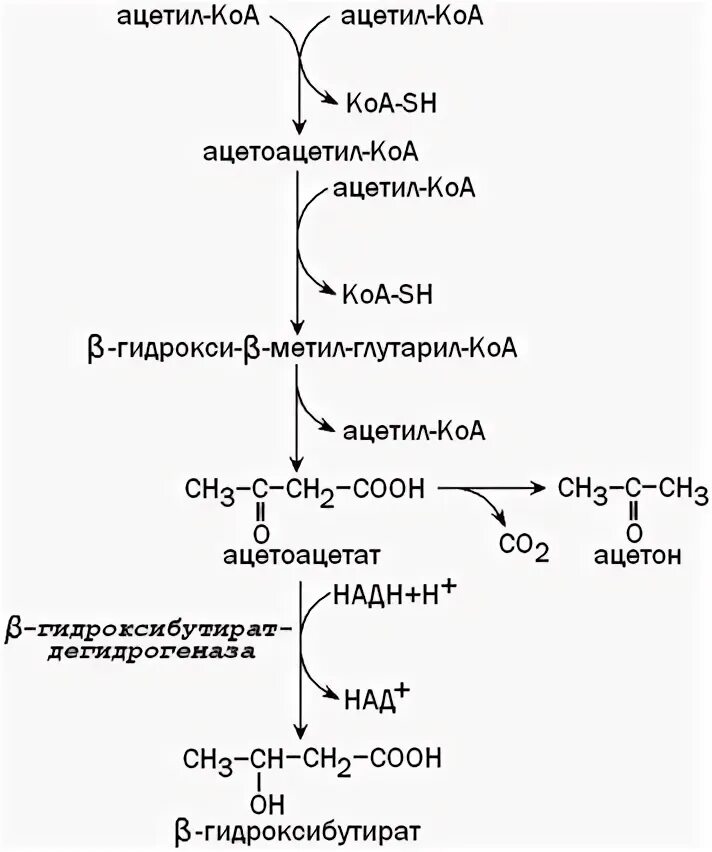 Ацетил КОА Синтез кетоновых тел. Синтез кетоновых тел схема. Синтез кетоновых тел биохимия реакции. Схема синтеза кетоновых тел в биохимии. Ацетил коа пути