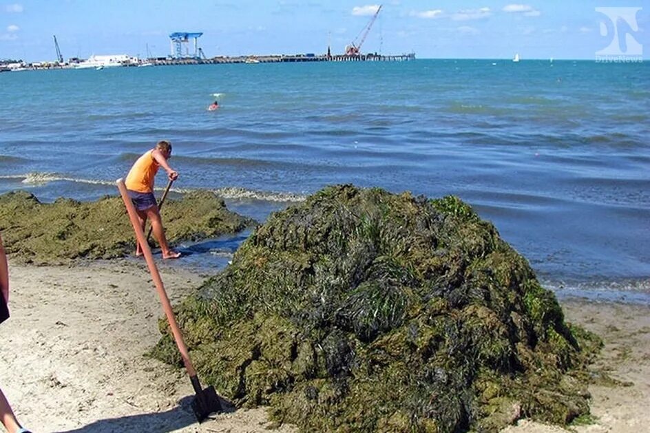 Водоросли в анапе. Море Анапа Джемете водоросли. Джемете море цветет.