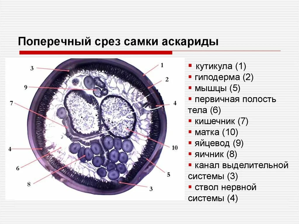 Данные поперечного среза. Препарат: поперечный срез Ascaris lumbricoides. Поперечный срез самки аскариды препарат. Поперечный срез аскариды препарат. Схема поперечного разреза аскариды.