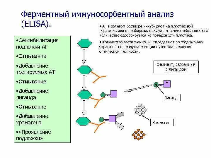 Элиса анализы. Ферментный анализ. Elisa анализ. Иммуносорбентный анализ. Инженерная энзимология биотехнология.