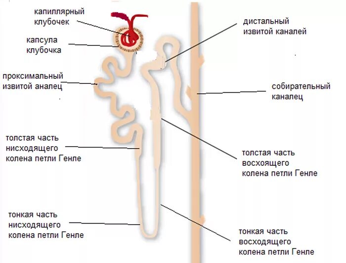 Строение нефрона петля генле. Петля генле почка. Петля генле механизм. Нефрон анатомия и физиология. Петля генле противоточно-множительная система.