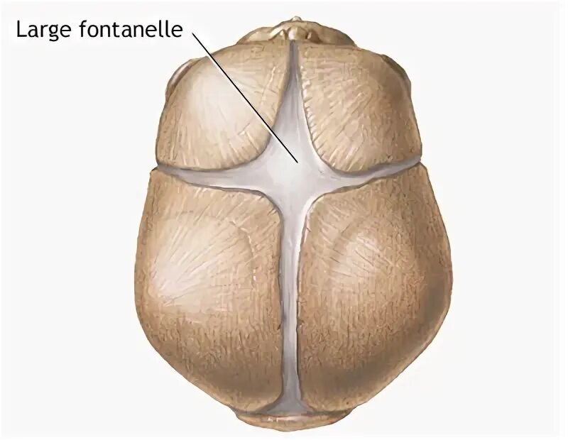 Родничок у новорожденных. Выбухание большого родничка.