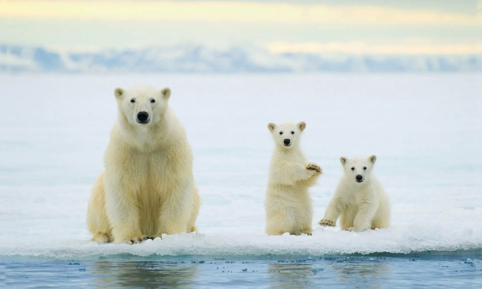 Медведи живут на севере. Северный Ледовитый океан белый медведь. Северный Ледовитый океан животные белый медведь. Белые медведи в Арктике. Шпицберген белые медведи.