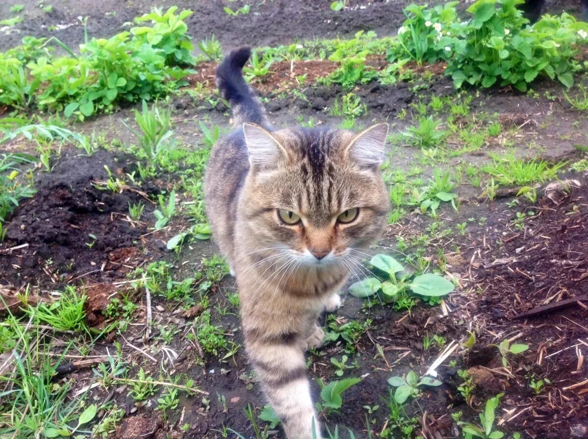 Кошка в огороде. Коты на даче. Котик на грядке. Кот на огороде на земле.