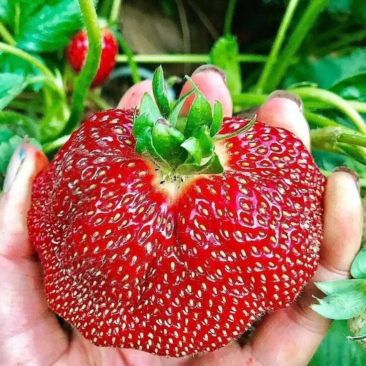 Сорт клубники чамора туруси. Хорошая крупная клубника. Сорт клубники чамора туруси. Очень крупная клубника. Клубника стравберри.