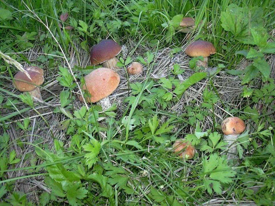 Поляна грибов. Белые грибы на Поляне. Много грибов в лесу. Белые грибы в лесу. Грибы в озерах