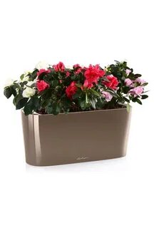Plants интернет магазин