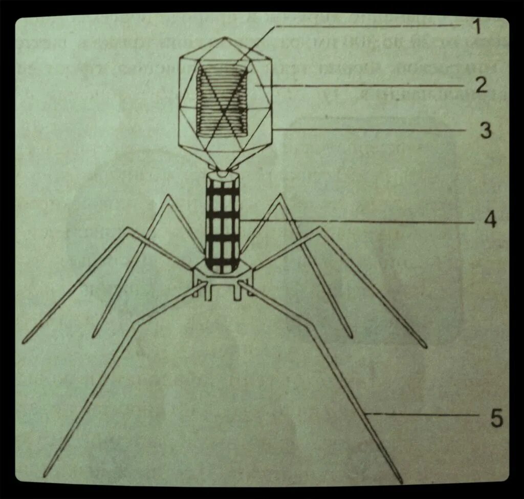 Наследственный аппарат бактериофага. Зарисовать бактериофаг. Хвостовые нити бактериофага. Бактериофаг т3. Бактериофаг неклеточное строение.
