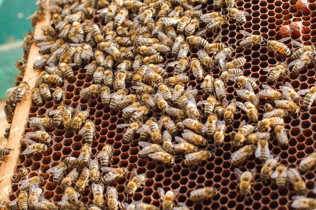 Особи пчелы