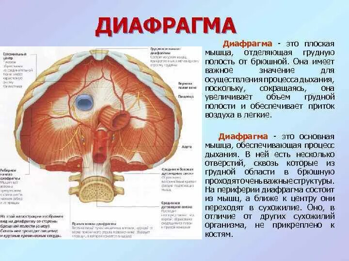 Орган отделяющий грудную полость от брюшной. Диафрагма вид снизу со стороны брюшной полости. Дыхательная диафрагма анатомия. Диафрагма строение и функции. Диафрагма дыхательной системы анатомия.