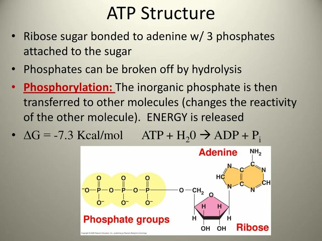 ATP structure. ATP формула. ATP structure Atoms. The Sugar and phosphates. Аденин рибоза три