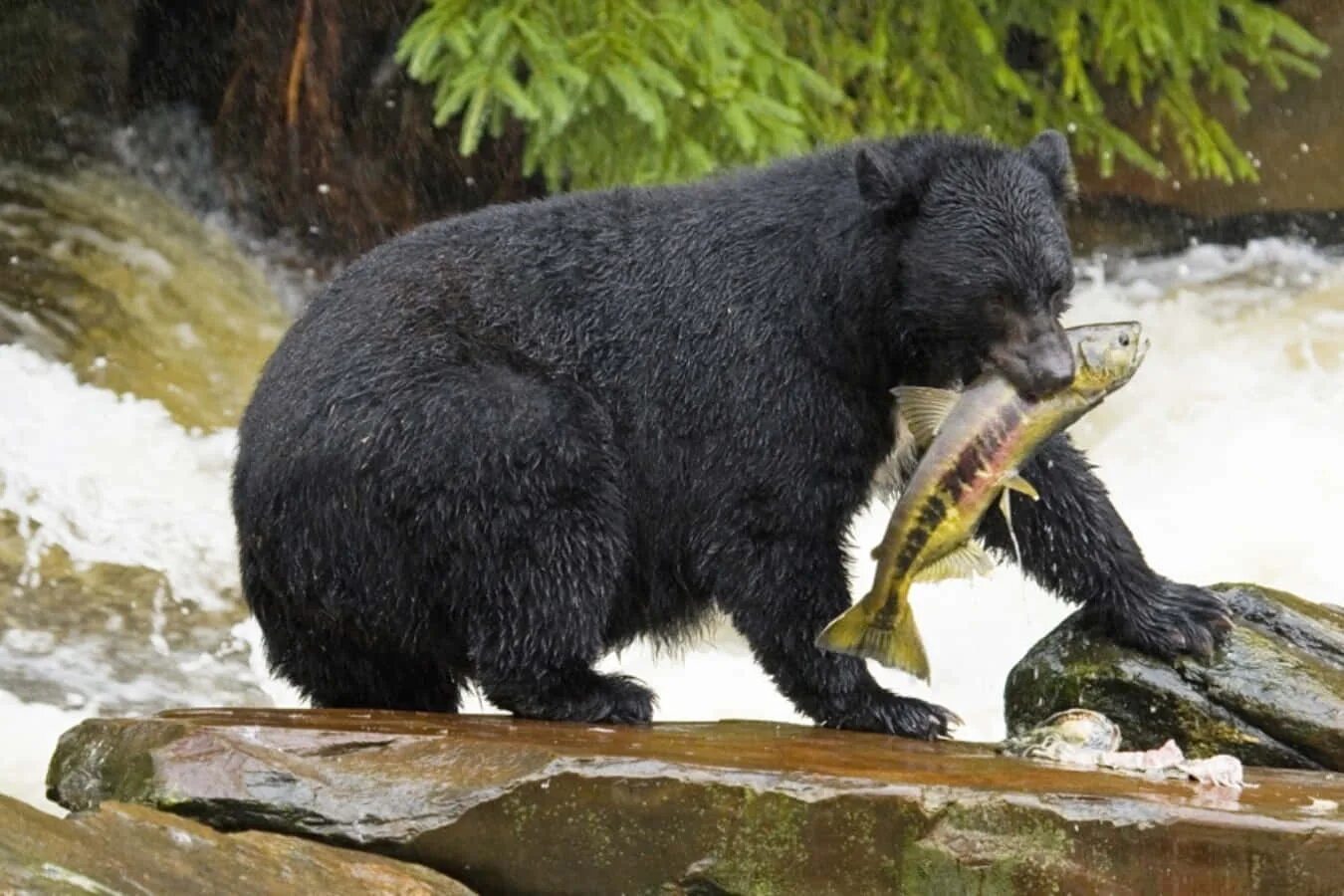 Какую среду освоил медведь. Барибал. Черный медведь. Барибал медведь. Черный медведь с рыбой.