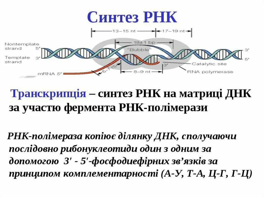 Синтез РНК. Синтез ДНК И РНК. И РНК синтезируется в. РНК синтезируется на ДНК.