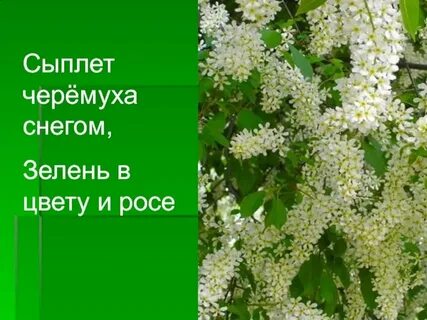 Сыплет черемуха снегом слушать