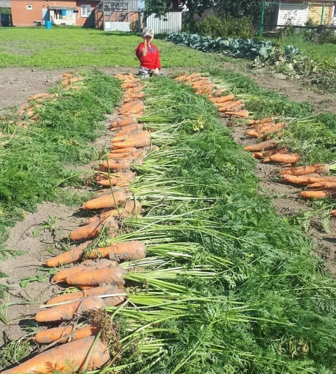 Огородник из рязани сорта томатов. Огородник из Рязани огурцы. Сортовые семена от огородника из Рязани. Канал огородник из Рязани.