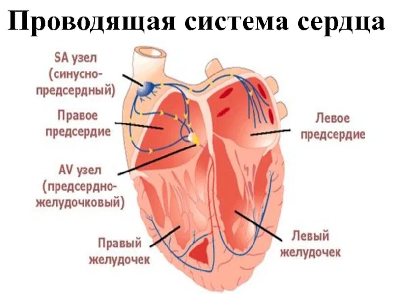 Левое предсердие норма