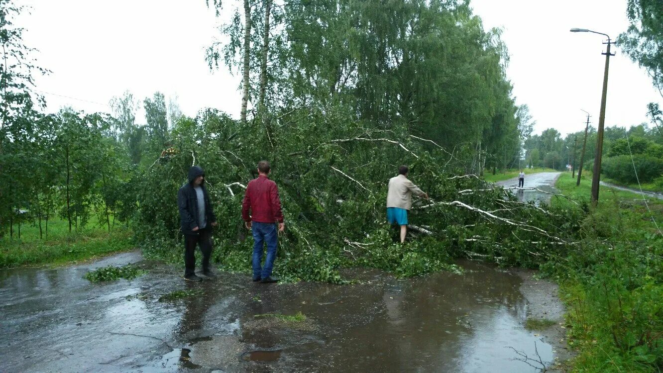 Гидрометцентр боровичи новгородской области. Деревня Боровичи Новгородская область. Деревня дерева Боровичский район. Ураган в Боровичах. Боровичи местные жители.