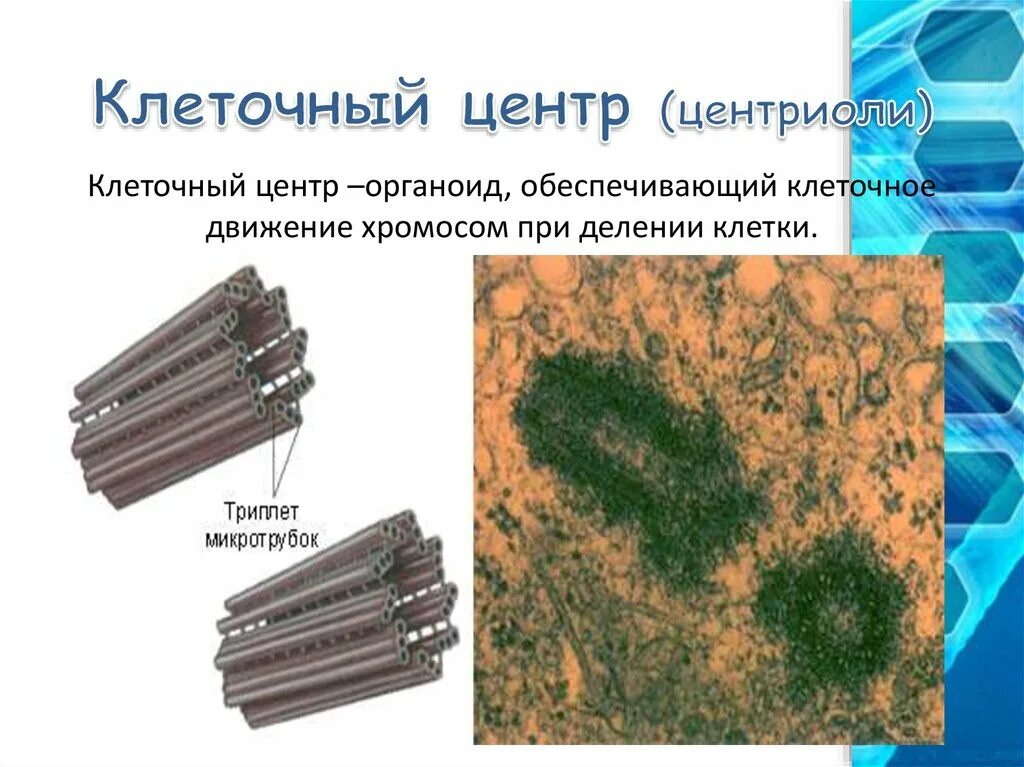 Центриоли органелла. Клеточный центр и центриоли строение и функции. Центриоли клеточного центра функции. Клеточный центр строение и функции.