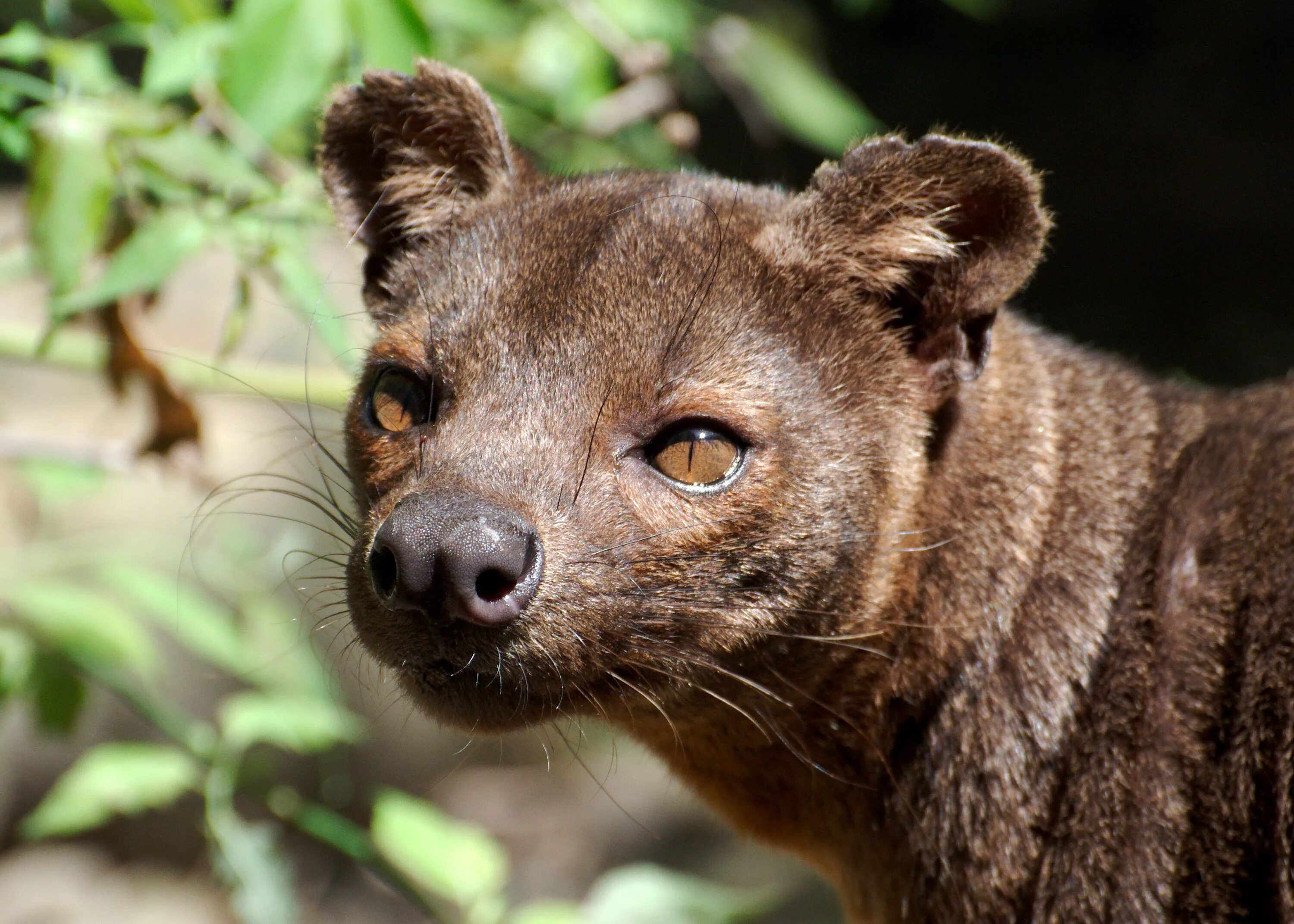 Бурые животные. Зебровый мангуст. Бурые животные. Коричневые животные. Норка лесная куница.
