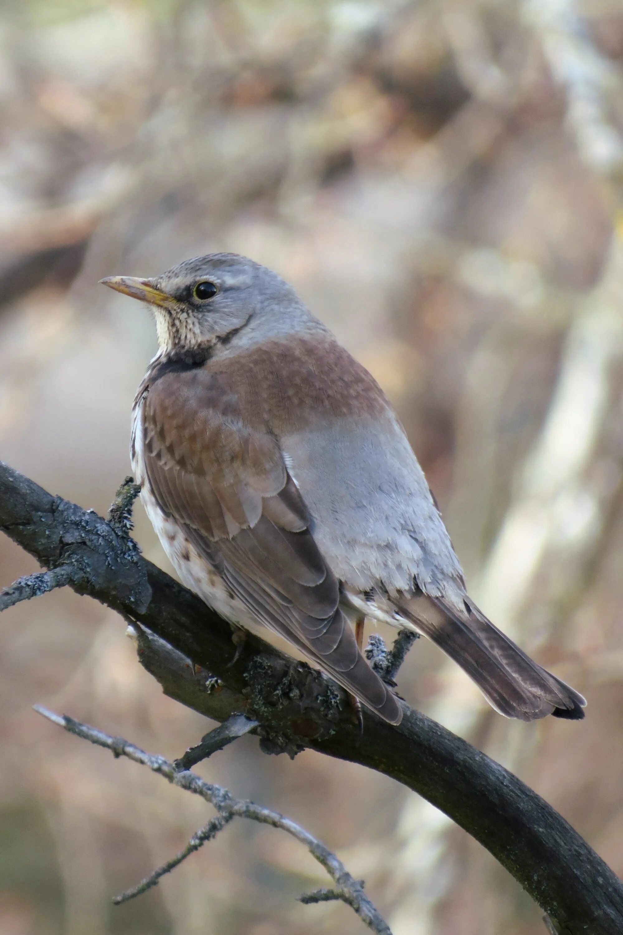 Бледногрудый Дрозд. Дрозд рябинник Fieldfare turdus pilaris. Птицы Подмосковья - Зяблик, Дрозд. Полевой Дрозд.