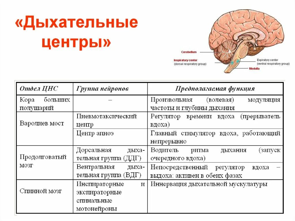 Отделы ЦНС В регуляции дыхания. Дыхательный центр в коре. Отдел мозга отвечающий за дыхание. Структура дыхательного центра.