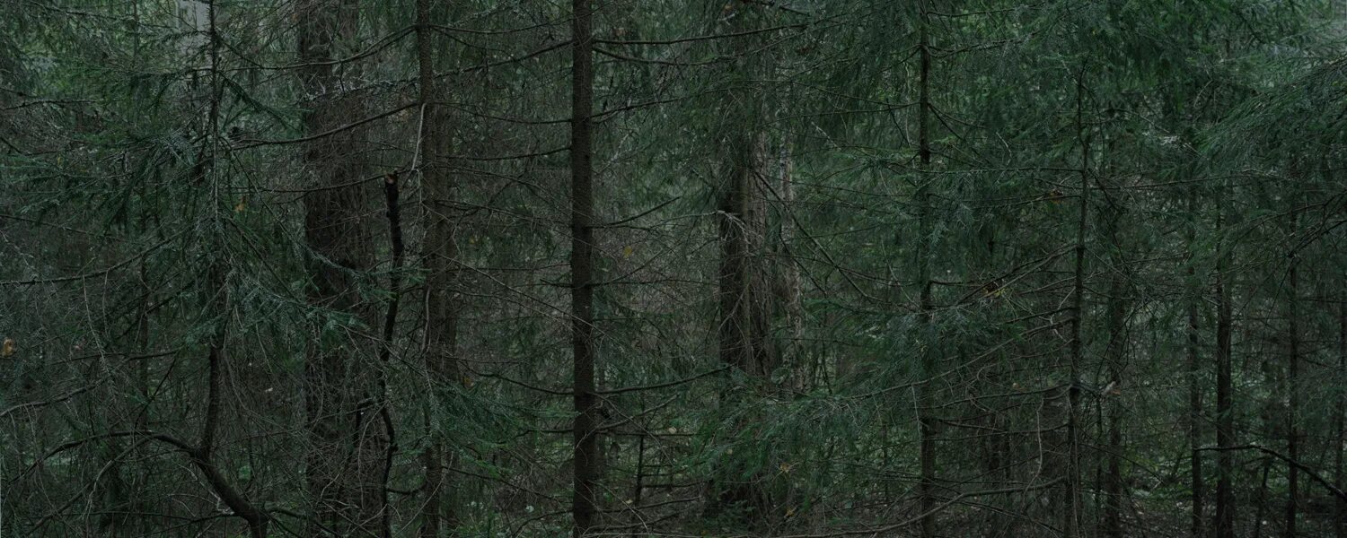 шварцвальд лес. мрачный лес. глухой лес фото. тверские леса. дремучий заповедный лес.