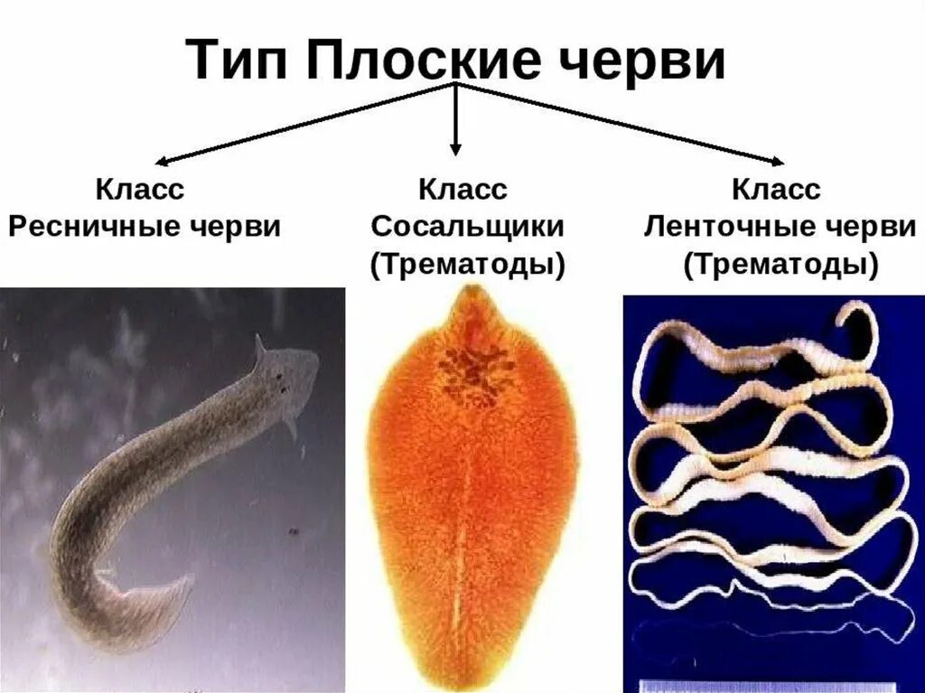 Три класса червей