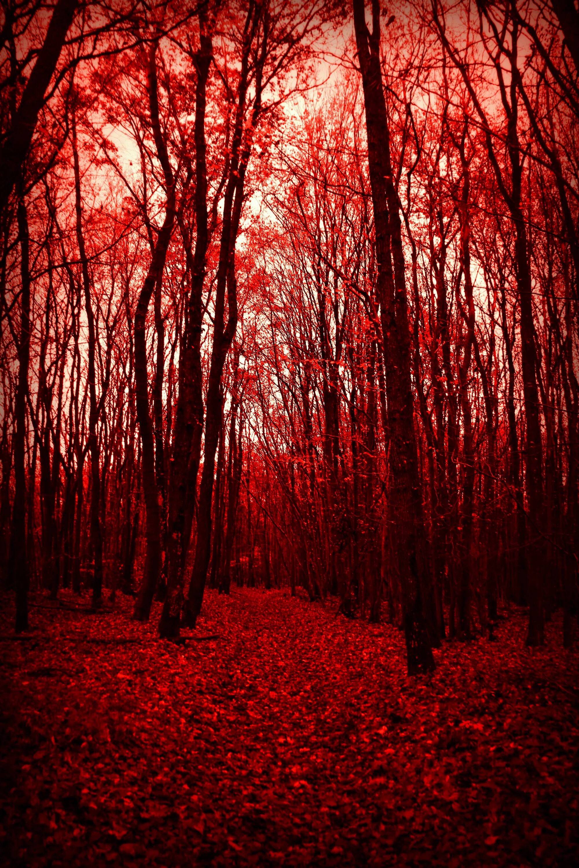 Красный лес участок. Красный лес. Темный лес. Красный мрачный лес. Мрачный лес с красными глазами.