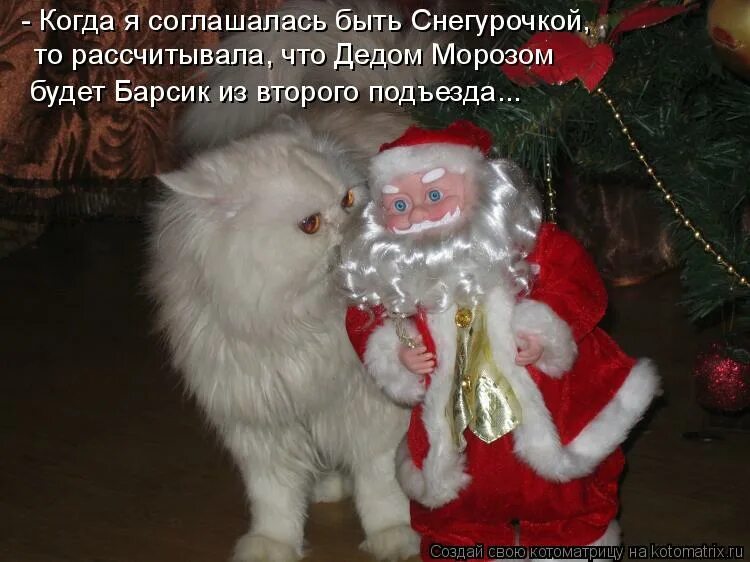 Зачем нужен дед. Ждем деда мороза. деда мороза заказывали юмор. котик дед мороз и снегурочка. дед мороза под елочку прикол.