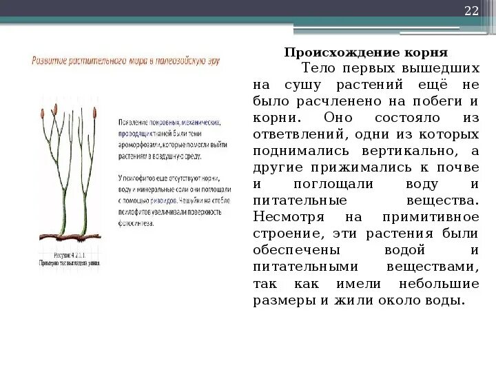 Происхождение корня. Происхождение корневища. Эволюция корня.