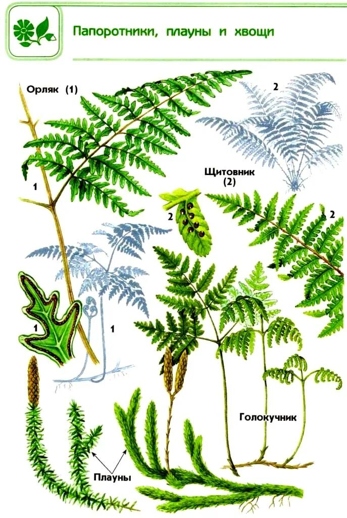 Примеры папоротниковых растений. Папоротниковидные хвощи. Плауны хвощи папоротники. Спороносное растение папоротника. Атлас определитель папоротники.