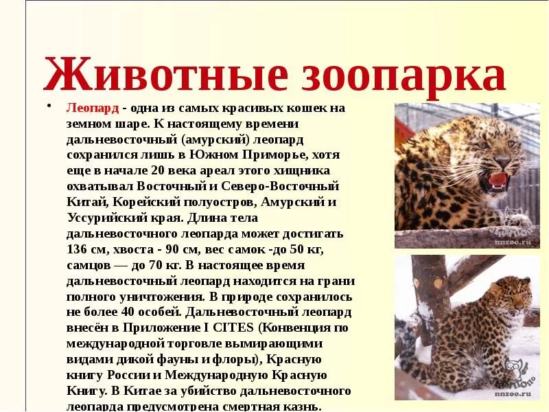 Доклад про леопарда. Доклад про леопардов. Сообщение про животное зоопарка. Леопард краткое сообщение.