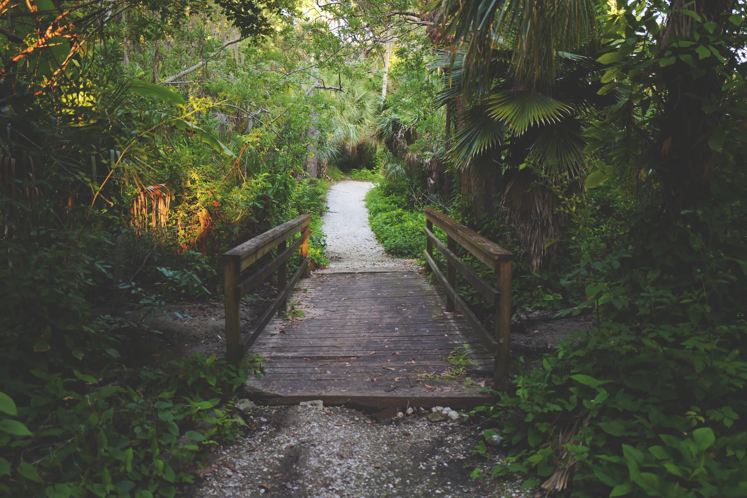 Тропические леса килиманджаро. Дорога с пальмами. Аффреско пальмы. Природа тропиков. Шри ланка поезд в джунглях.