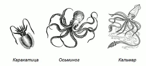 Тип развития каракатицы. Тип развития каракатицы
