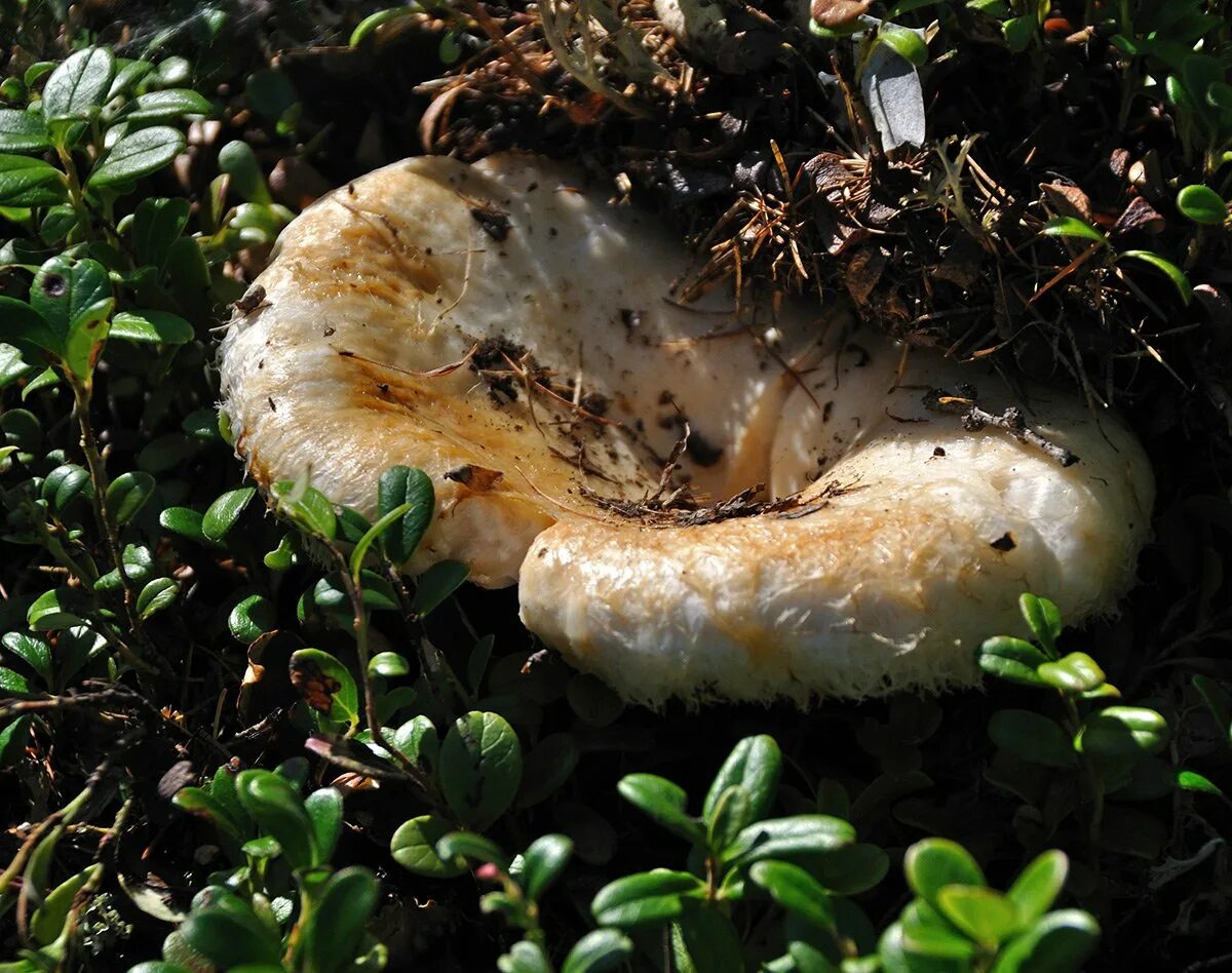 Есть гриб груздь. Груздь водянистозоновый (Lactarius aquizonatus). Правский груздь. Королевский груздь. Груздь настоящий.