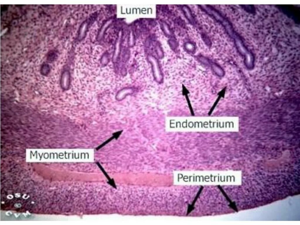 Миометрий матки гистология. Строение миометрия гистология. Эндометрий матки гистология. Строение матки гистология. Эндометрий обратного развития