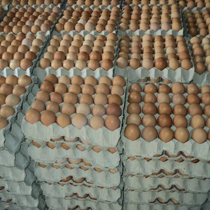 Яйцо оптом от производителя. Куриные яйца экспорт. Инкубатор для яиц на птицефабрике. 30 Яиц. Яйцо куриное в Германии.