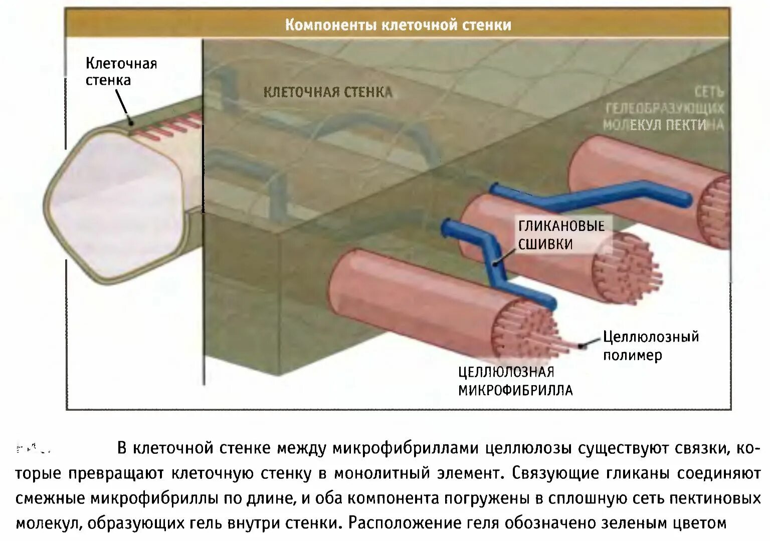 синтез микрофибрилл целлюлозы. клеточная стенка структура клетки строение функции. структура клеточной стенки растений. функция клеточной стенки в растительной клетке. матрикс клеточной стенки.