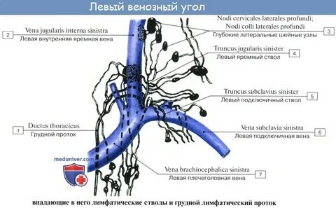 Венозный узел