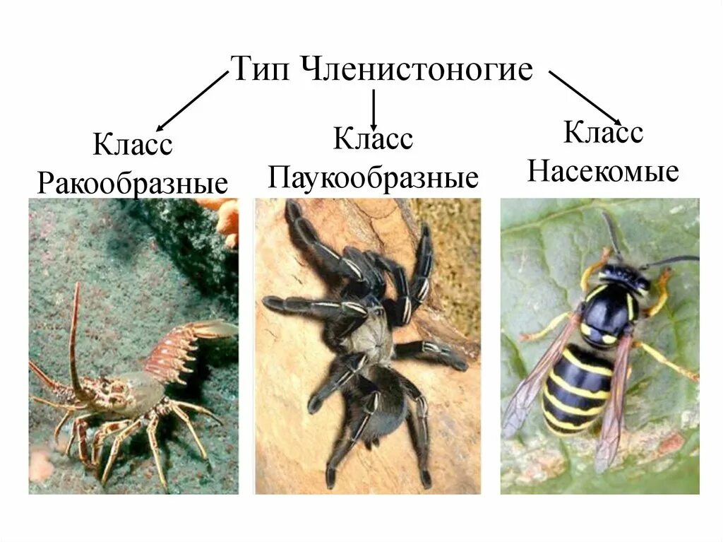 Покров ракообразных паукообразных насекомых. Класс ракообразные паукообразные насекомые. Типы членистоногих. Тип Членистоногие класс насекомые. Представители класса членистоногих.